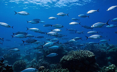 Fototapeta premium 해양 생태계의 다양성과 중요성 / The Diversity and Importance of Marine Ecosystems