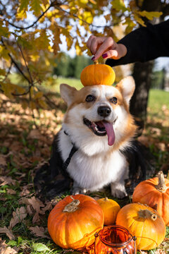 Hand of woman touching pumpkin over corgi dog's head at Halloween