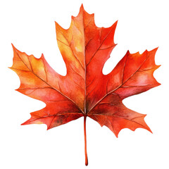 Obraz premium Beautiful Watercolor Illustration of a Maple Leaf for Autumn Decor on Transparent PNG background.