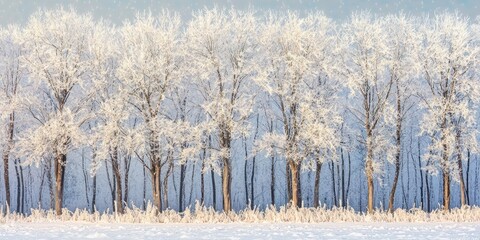 Obraz premium A forest of snow-covered trees, their branches heavy with fresh snow.