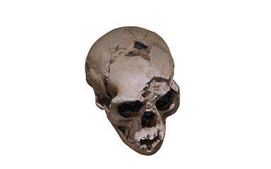 skull with hole in the head without bottom 