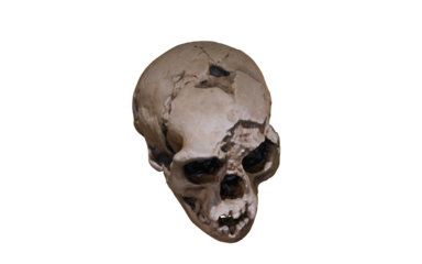 skull with hole in the head without bottom 