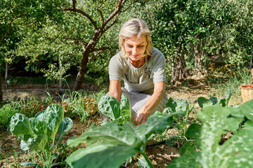 Smiling farmer taking care of spinach plants at farm