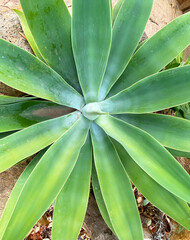 Fototapeta premium Agave attenuata or Fox tail tropical succulent plant in Tenerife,Camnary Islands,Spain.Selective focus. 