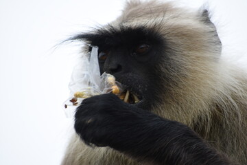 Semnopithecus is a genus of Old World monkeys native to the Indian subcontinent, with all species with the exception of two being commonly known as gray langurs. 