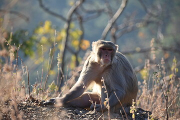 The rhesus macaque (Macaca mulatta), colloquially rhesus monkey, is a species of Old World monkey. There are between six and nine recognised subspecies split between two groups, the Chinese-derived an