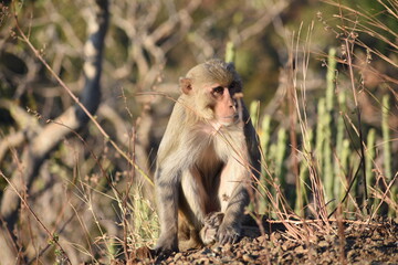 The rhesus macaque (Macaca mulatta), colloquially rhesus monkey, is a species of Old World monkey. There are between six and nine recognised subspecies split between two groups, the Chinese-derived an