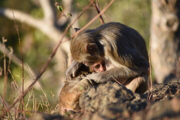 The rhesus macaque (Macaca mulatta), colloquially rhesus monkey, is a species of Old World monkey. There are between six and nine recognised subspecies split between two groups, the Chinese-derived an