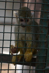 The rhesus macaque (Macaca mulatta), colloquially rhesus monkey, is a species of Old World monkey. There are between six and nine recognised subspecies split between two groups, the Chinese-derived an