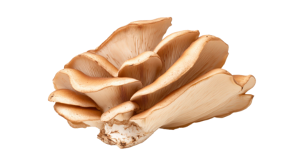 Oyster mushroom with wavy, delicate caps and earthy tones
