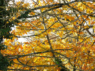 feuillage d'or et branchage