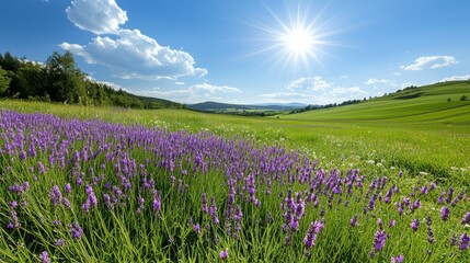 Obraz premium Vibrant Purple Flower Field