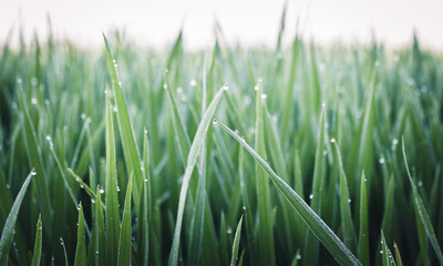 Water drops on green rice leaves