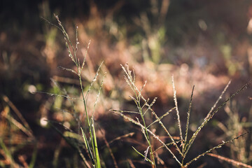 Small grass and blur nature background and light of sun