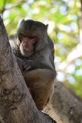The rhesus macaque (Macaca mulatta), colloquially rhesus monkey, is a species of Old World monkey. There are between six and nine recognised subspecies split between two groups, the Chinese-derived an
