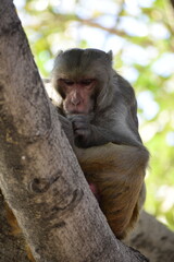 The rhesus macaque (Macaca mulatta), colloquially rhesus monkey, is a species of Old World monkey. There are between six and nine recognised subspecies split between two groups, the Chinese-derived an