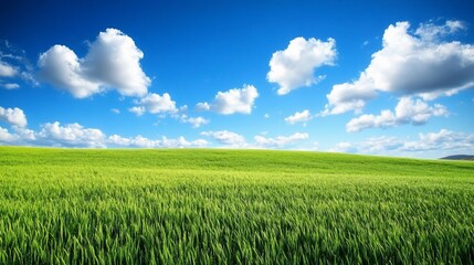 Obraz premium Serene Green Field Under a Summer Sky