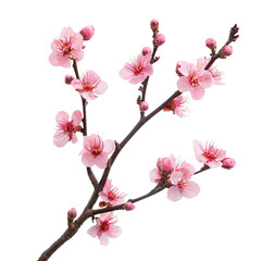 Fototapeta premium Plum Blossom Branch with Pink Flowers and Buds, Isolated on Transparent Background, Elegant Floral Element and Symbol of Beauty, Growth, and Prosperity, Generative AI