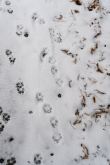Animal tracks on the snow, showing patterns of wildlife movement.