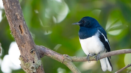 Oriental magpie-robin