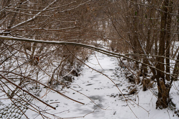 A snowy winter park or forest with bare trees and a snow-covered trail.