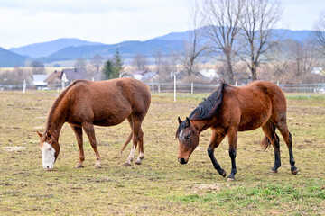 Obraz premium SVK, Pferd, Pferde