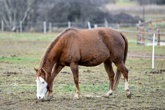 SVK, Pferd, Pferde