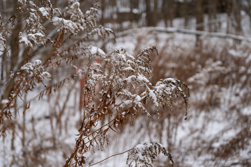 A plant covered in snow in a forest with a fence in the background during winter.
