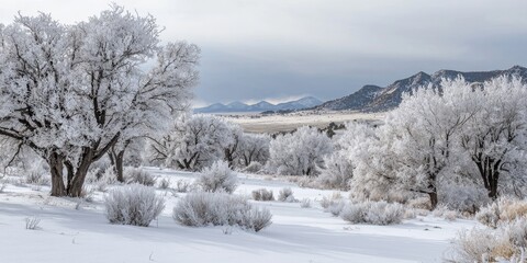 Obraz premium A stunning winter snow landscape with trees dusted in white and mountains in the distance.