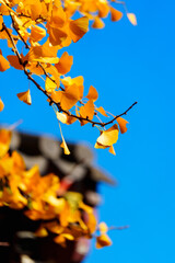 China Beauty: yellow ginkgo leaves under blue sky and bright sunlight