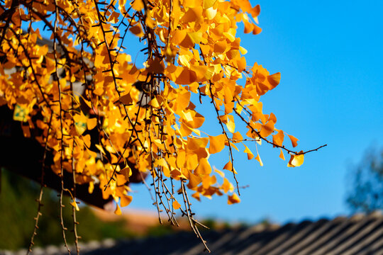 China Beauty: yellow ginkgo leaves under blue sky and bright sunlight - Powered by Adobe