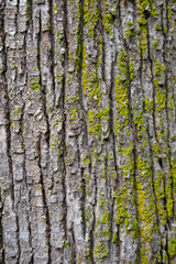 The texture of Meranti (Shorea Selanica) bark covered with moss