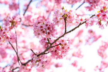 Closed up background of pink color flower sakura (cherry) blossom