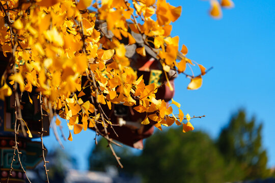China Beauty: yellow ginkgo leaves under blue sky and bright sunlight - Powered by Adobe