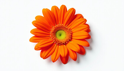 Radiant Orange Gerbera: A Stunning Floral Close-up