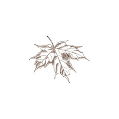 Vector illustration of a black and white sketch of a maple leaf in grunge style.