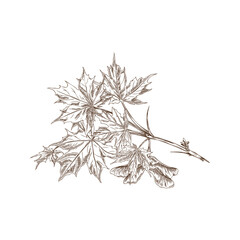 Vector illustration of a maple branch outline sketch with leaves and seeds.