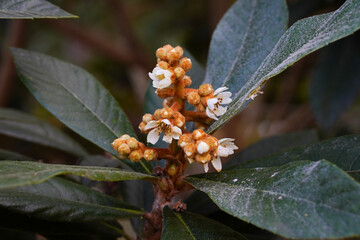 The Yellow loquat flowers on the loquat leaves bloom, and some bees collect honey on them