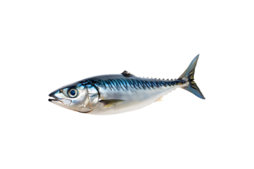 Indian Mackerel Isolated on Transparent Background PNG.