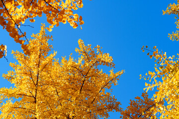 Close-up photo of golden color ginkgo leaves under blue sky in sunlight in autumn