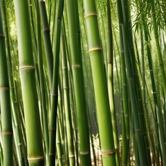 Obraz premium A dense grove of tall, slender bamboo stalks bathed in warm sunlight, creating a serene and tranquil scene.