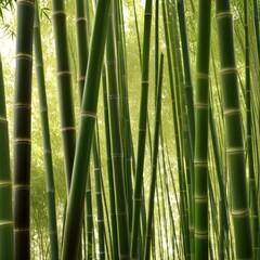 Obraz premium A dense grove of tall, slender bamboo stalks bathed in warm sunlight, creating a serene and tranquil scene.