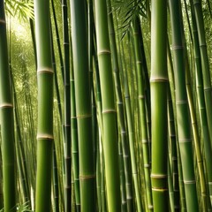 Obraz premium A dense grove of tall, slender bamboo stalks bathed in warm sunlight, creating a serene and tranquil scene.