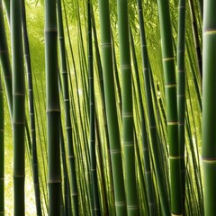 A dense grove of tall, slender bamboo stalks bathed in warm sunlight, creating a serene and tranquil scene.