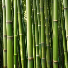 Fototapeta premium A dense grove of tall, slender bamboo stalks bathed in warm sunlight, creating a serene and tranquil scene.