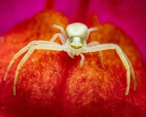 Crab Spider on Red Flower Petal