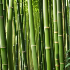 Fototapeta premium A dense grove of tall, slender bamboo stalks bathed in warm sunlight, creating a serene and tranquil scene.