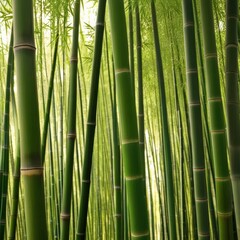 Obraz premium A dense grove of tall, slender bamboo stalks bathed in warm sunlight, creating a serene and tranquil scene.
