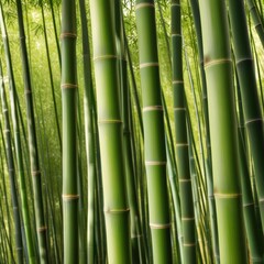 Fototapeta premium A dense grove of tall, slender bamboo stalks bathed in warm sunlight, creating a serene and tranquil scene.