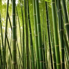 Fototapeta premium A dense grove of tall, slender bamboo stalks bathed in warm sunlight, creating a serene and tranquil scene.